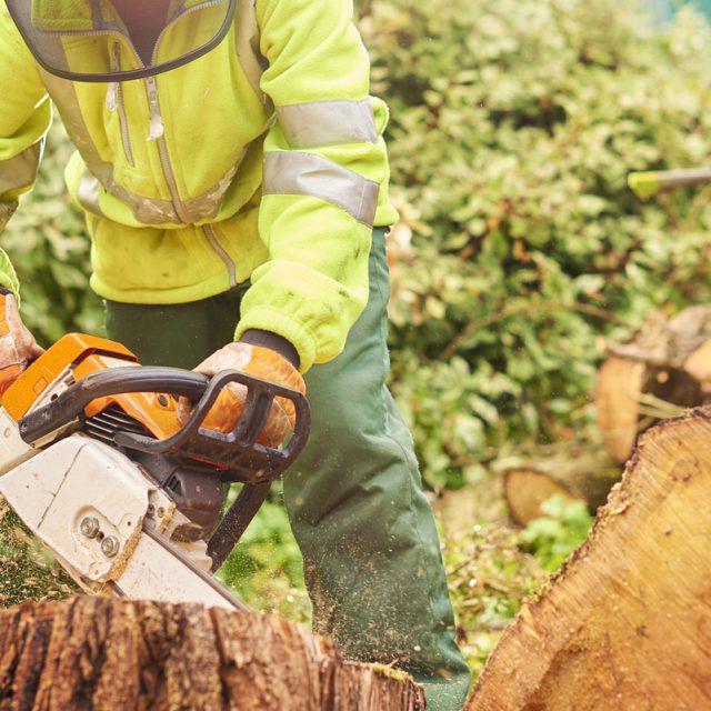 Tree being sawed