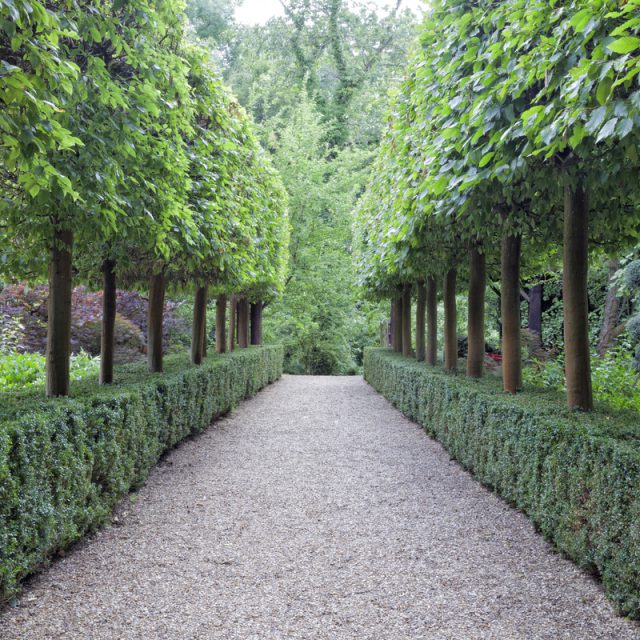a walkway with a row of trees either side